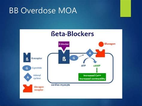 beta blocker reversal|Glucagon as an Antidote • LITFL • CCC Toxicology.